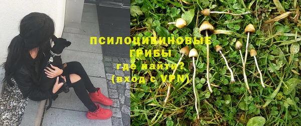 сатива Беломорск
