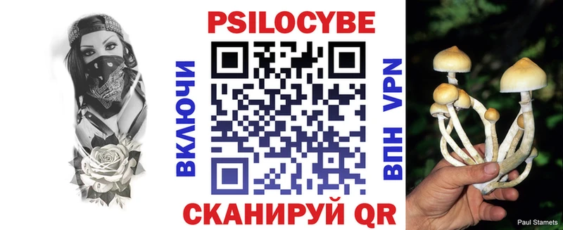 где можно купить   Салаир  Псилоцибиновые грибы Cubensis 